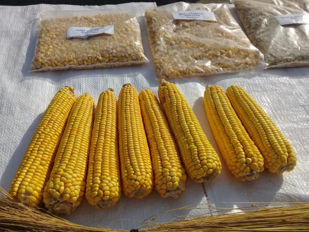 Resultados de los ensayos a campo de maíz amarillo INTA