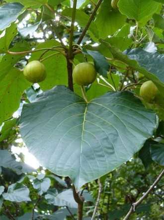 Frutos de Tung en el árbol. 